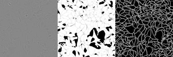 LiveCellSegmentationBoundaryModel