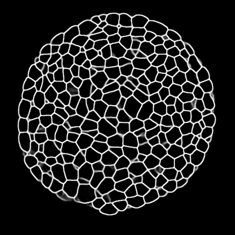 3D UNet Arabidopsis Apical Stem Cells